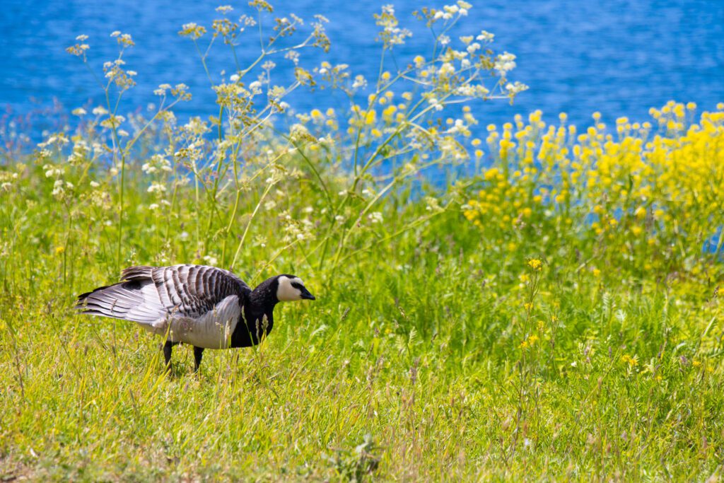 Barnacle Goose