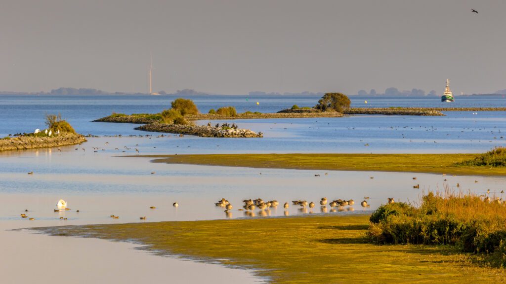 Nature scene birdlife in Haringvliet Netherlands